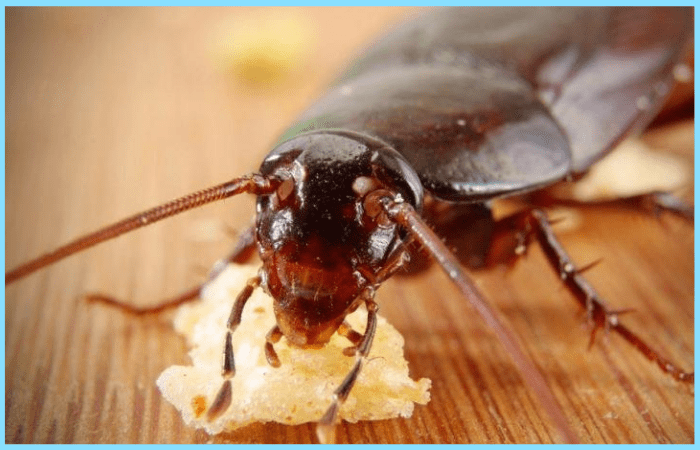 Как уничтожить тараканов?