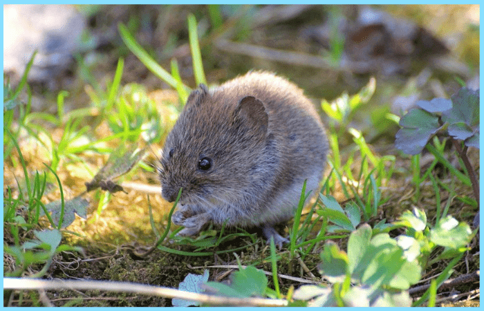 Как избавиться от полевых мышей на даче: лайфхаки огородников! - фото
