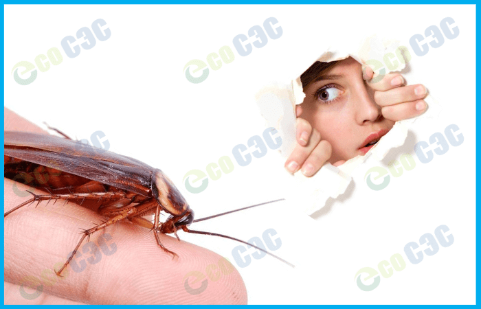 Почему таракан белого цвета - фото