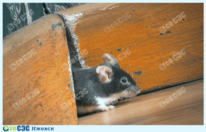 Почему заводятся мыши в доме
