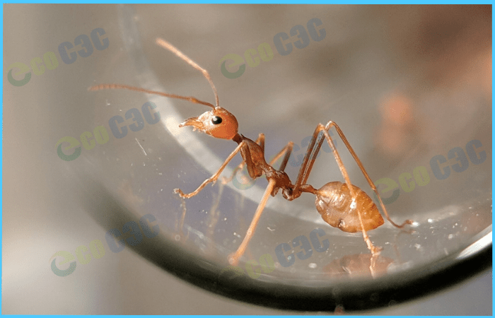 Ловушки для муравьев своими руками и покупные