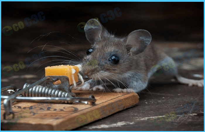 8 cамодельных ловушек от мышей