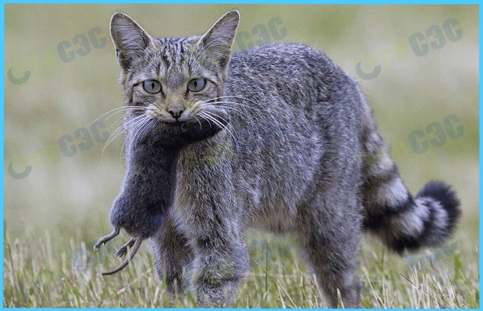 Какие породы кошек уничтожают мышей – Лучшие охотники для ловли грызунов