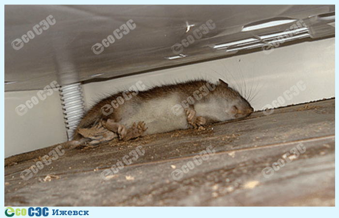 Почему в квартире появляются мыши?