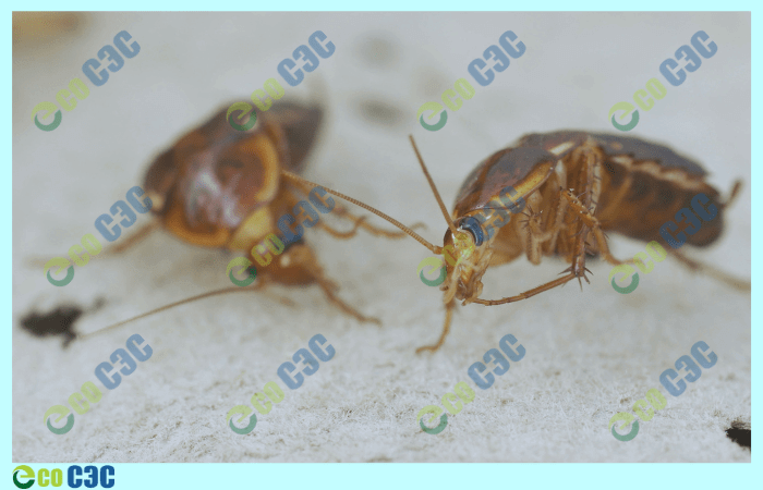 Почему тараканы боятся борной кислоты?